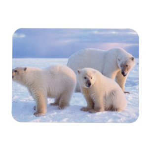 Magnet Flexible Ours polaire femelle avec des oursons sur la glace