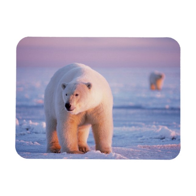 Magnet Flexible ours polaire, Ursus maritimus (Horizontal)
