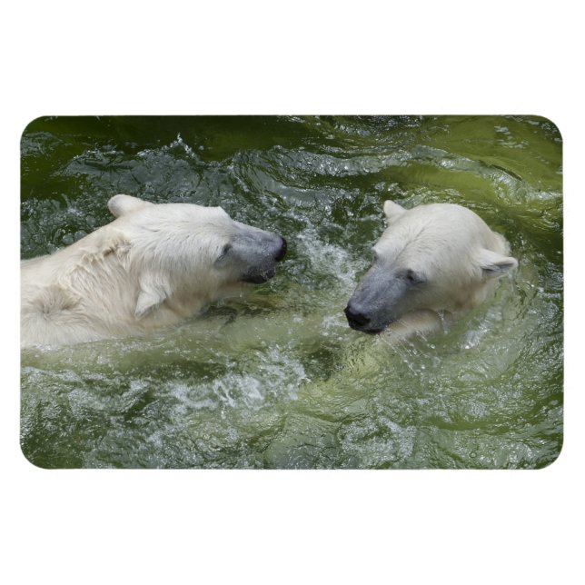 Magnet Flexible Ours polaires amusants à l'eau (Horizontal)