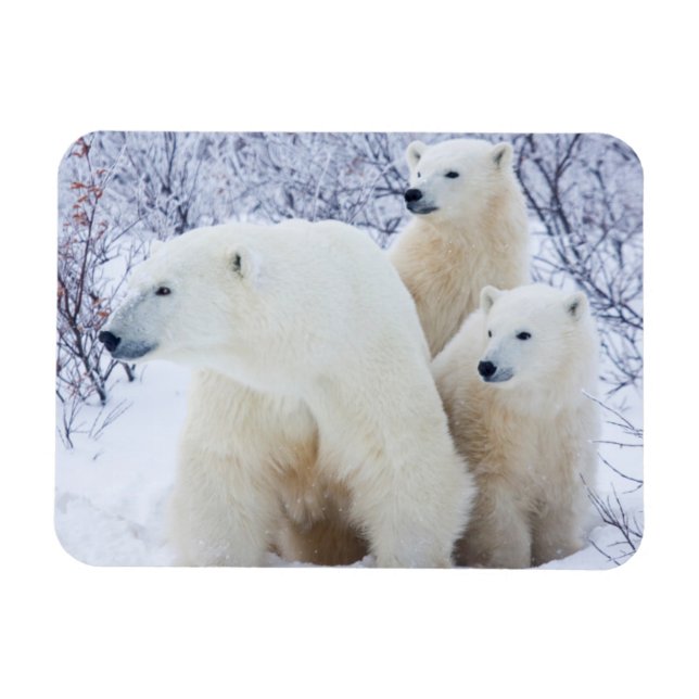 Magnet Flexible Ours polaires et deux oursons (Horizontal)