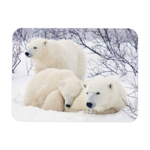 Magnet Flexible Ours polaires femelle et deux oursons 3