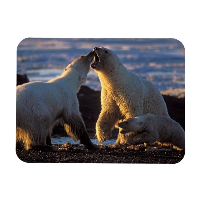 Magnet Flexible Ours polaires femelles avec ourson sur le côté, 10 (Horizontal)