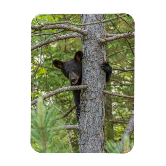 Magnet Flexible Ourson grimpe à un arbre (Vertical)