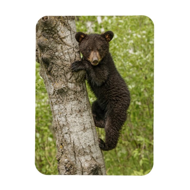 Magnet Flexible Ourson noir dans un arbre (Vertical)