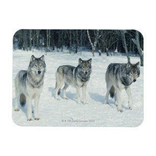 Magnet Flexible Pack de loups