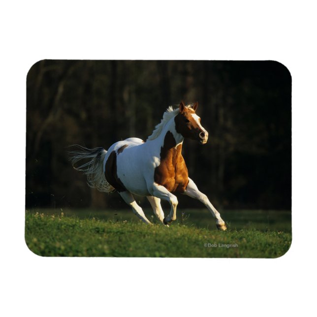 Magnet Flexible Paint Horse Running Fast (Horizontal)