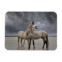 Pair of Camargue Horse Stallions, Southern France