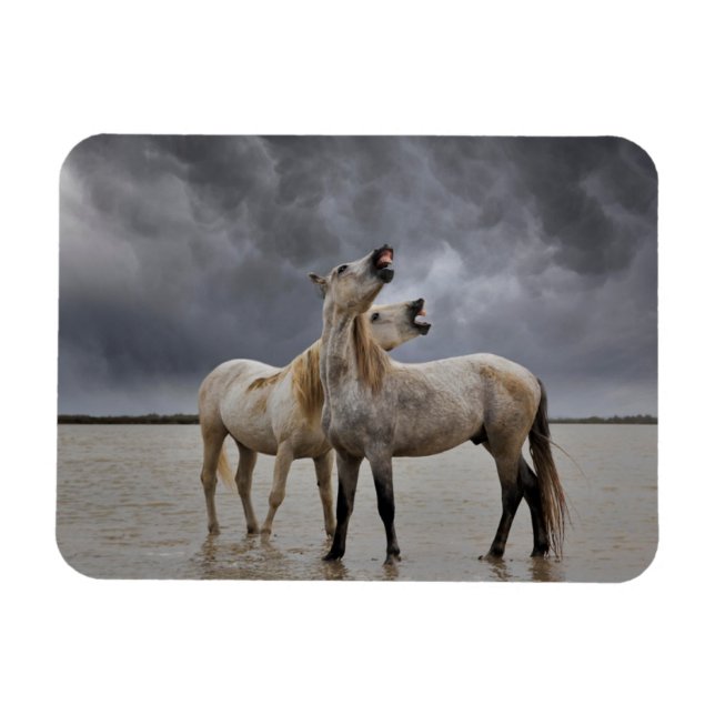 Magnet Flexible Pair of Camargue Horse Stallions, Southern France (Horizontal)
