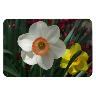 Magnet Flexible Pair of Daffodils Pink and Yellow Spring Flowers