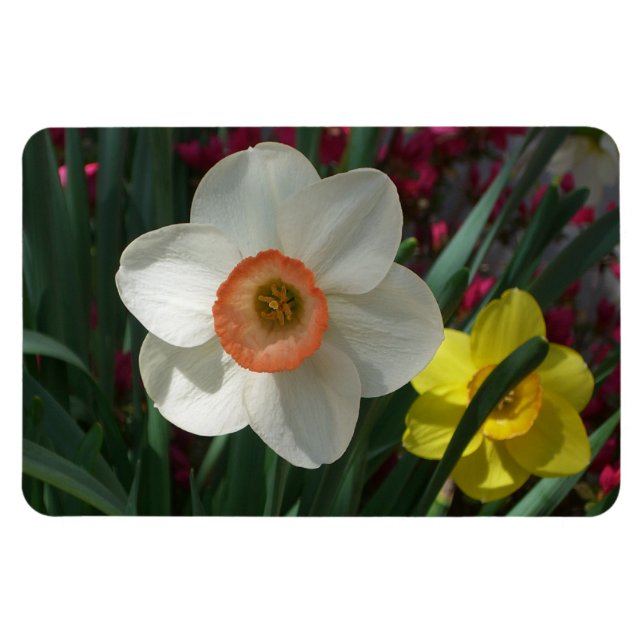 Magnet Flexible Pair of Daffodils Pink and Yellow Spring Flowers (Horizontal)