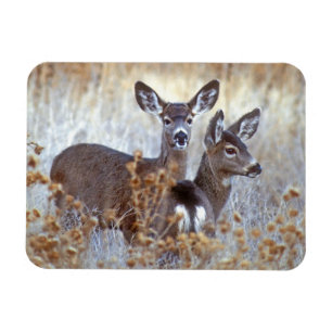 Magnet Flexible Paire de cerfs mulet sauvages Californie