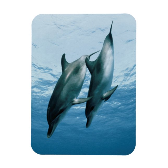 Magnet Flexible Paire de dauphins (Vertical)