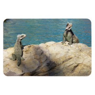 Magnet Flexible Paire de Iguanas Photographie de la faune tropical