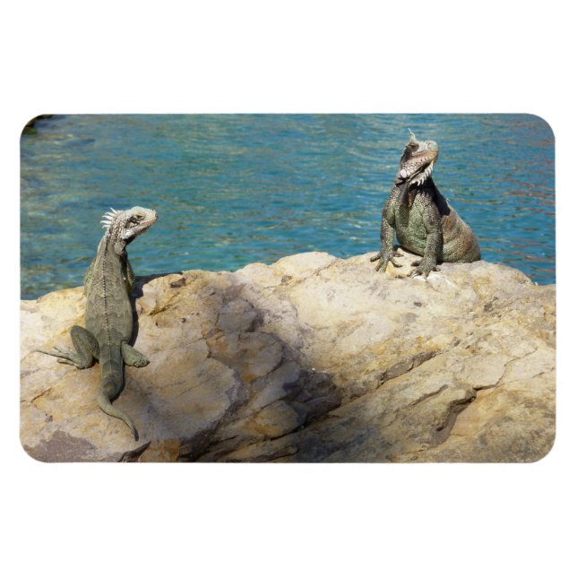 Magnet Flexible Paire de Iguanas Photographie de la faune tropical (Horizontal)