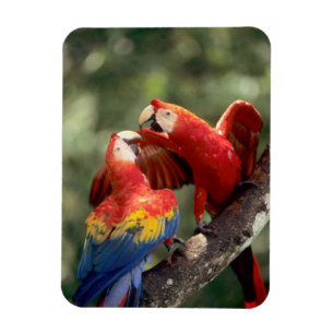 Magnet Flexible Paire de Scarlet Macaws