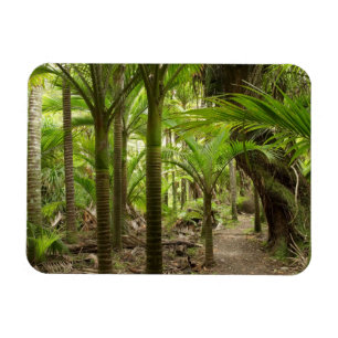 Magnet Flexible Palmiers Nikau, Heaphy Track, près de Karamea,