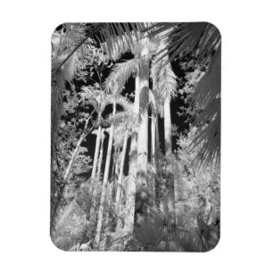Magnet Flexible Palmiers royaux indigènes dans Fakahatchee Strand,