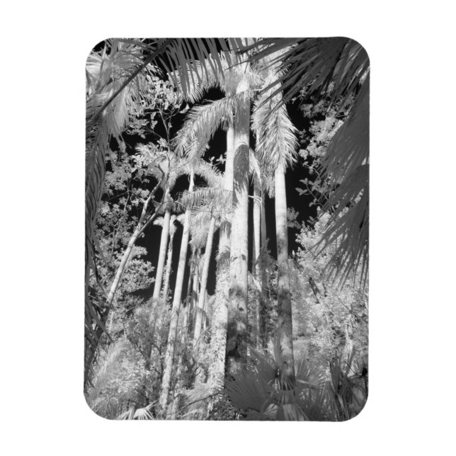 Magnet Flexible Palmiers royaux indigènes dans Fakahatchee Strand, (Vertical)