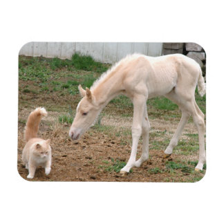 Magnet Flexible Palomino Baby Horse et Barn Cat