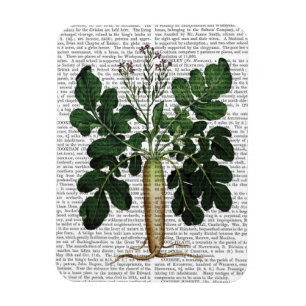 Magnet Flexible Panais 3