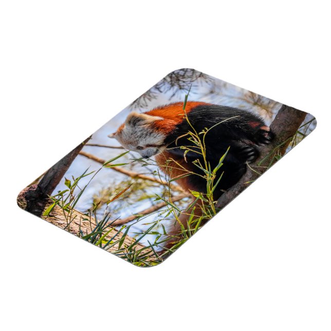 Magnet Flexible Panda rouge (Côté Gauche)