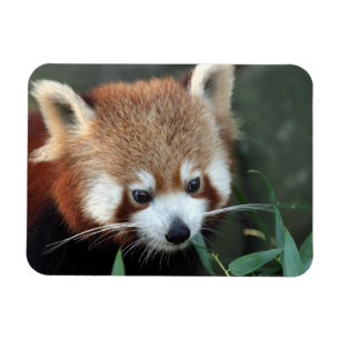 Magnet Flexible Panda roux, Taronga Zoo, Sydney, Australie