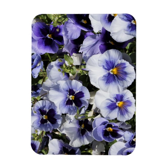 Magnet Flexible Pansies violettes (Vertical)