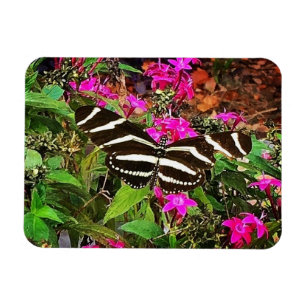 Magnet Flexible Papillon à aile longue Zebra