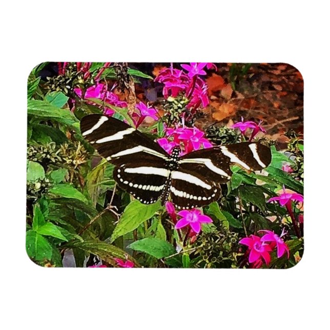 Magnet Flexible Papillon à aile longue Zebra (Horizontal)