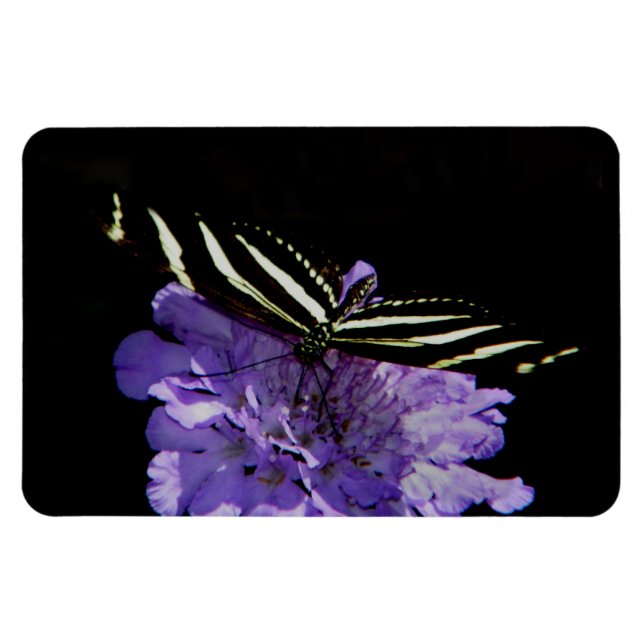 Magnet Flexible Papillon à aile longue Zebra (Horizontal)