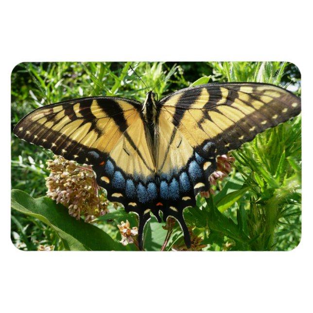 Magnet Flexible Papillon à queue d'aronde II à Shenandoah (Horizontal)