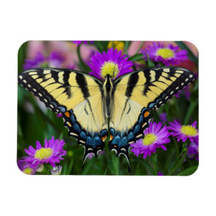 Magnet Flexible Papillon à queue d'hirondelle sur marguerite