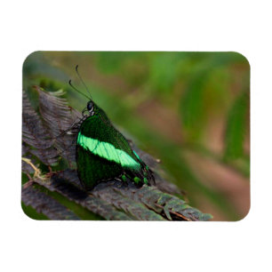Magnet Flexible Papillon à queue émeraude