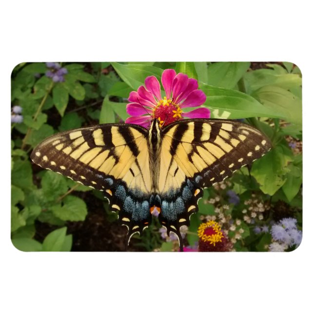 Magnet Flexible Papillon à queue épaisse de tigre magnétique 4"x6" (Horizontal)