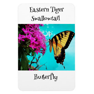 Magnet Flexible Papillon à queue épaisse de tigre orientale #2