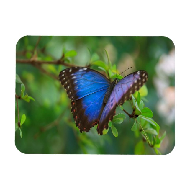 Magnet Flexible Papillon bleu Morpho (Horizontal)