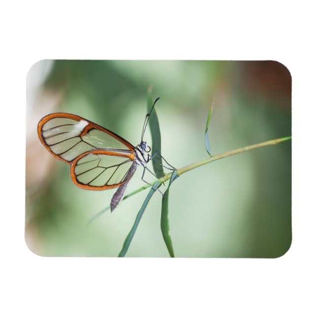 Magnet Flexible Papillon Charmant à Ailes Transparentes (Horizontal)