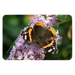 Magnet Flexible Papillon de l'amiral rouge et aimant Flexi Bouddle