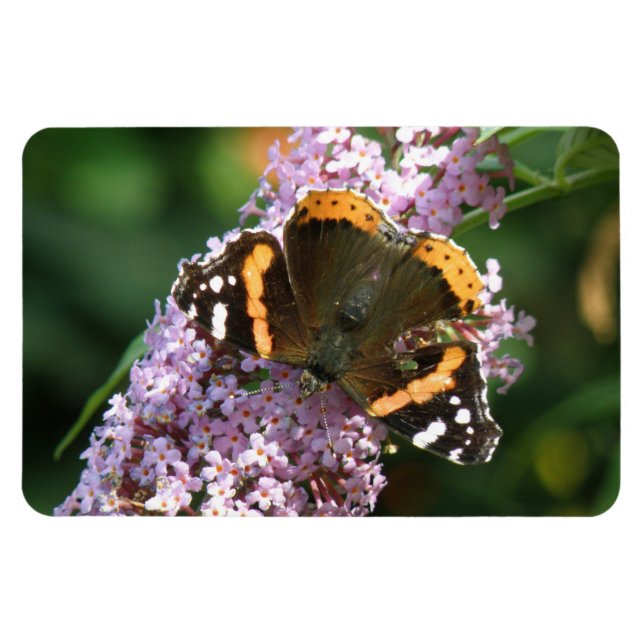 Magnet Flexible Papillon de l'amiral rouge et aimant Flexi Bouddle (Horizontal)