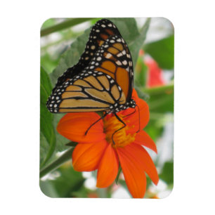 Magnet Flexible Papillon de monarque