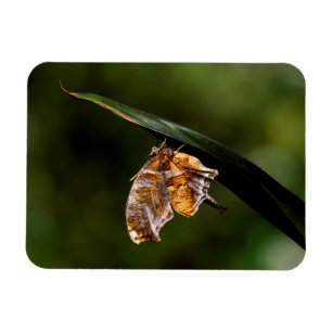 Magnet Flexible Papillon de point d'interrogation