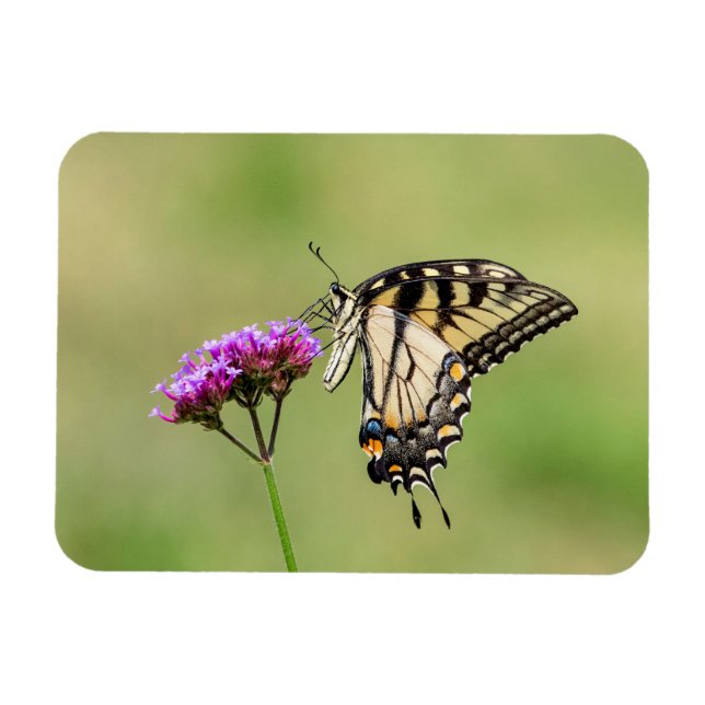 Magnet Flexible Papillon d'épaisse du tigre oriental (Horizontal)