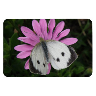 Magnet Flexible Papillon et Aimant de première qualité Fleur rose