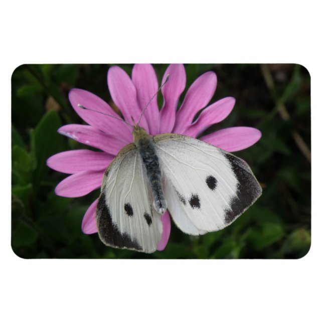 Magnet Flexible Papillon et Aimant de première qualité Fleur rose (Horizontal)