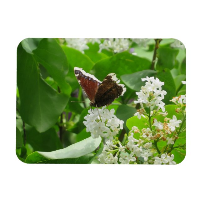 Magnet Flexible Papillon et aimant Lilac de printemps (Horizontal)
