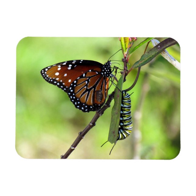 Magnet Flexible Papillon et monarque Caterpillar de la Reine (Horizontal)