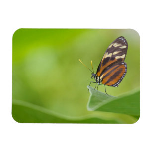 Magnet Flexible Papillon long tigre