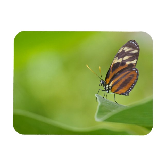 Magnet Flexible Papillon long tigre (Horizontal)