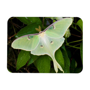 Magnet Flexible Papillon luna sur clématite de Carnaby