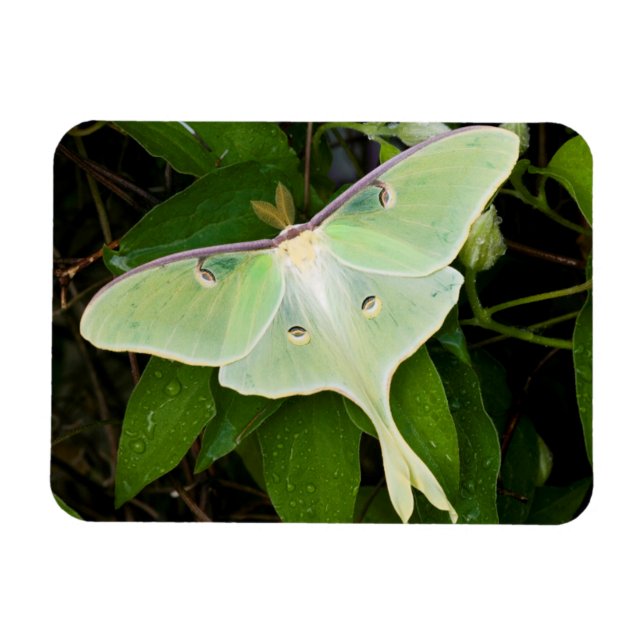 Magnet Flexible Papillon luna sur clématite de Carnaby (Horizontal)
